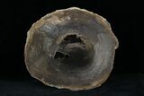 Petrified Wood Slab - Sweethome, Oregon #25869-1